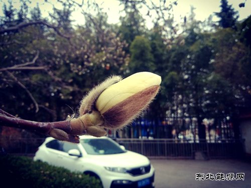期待玉兰花开