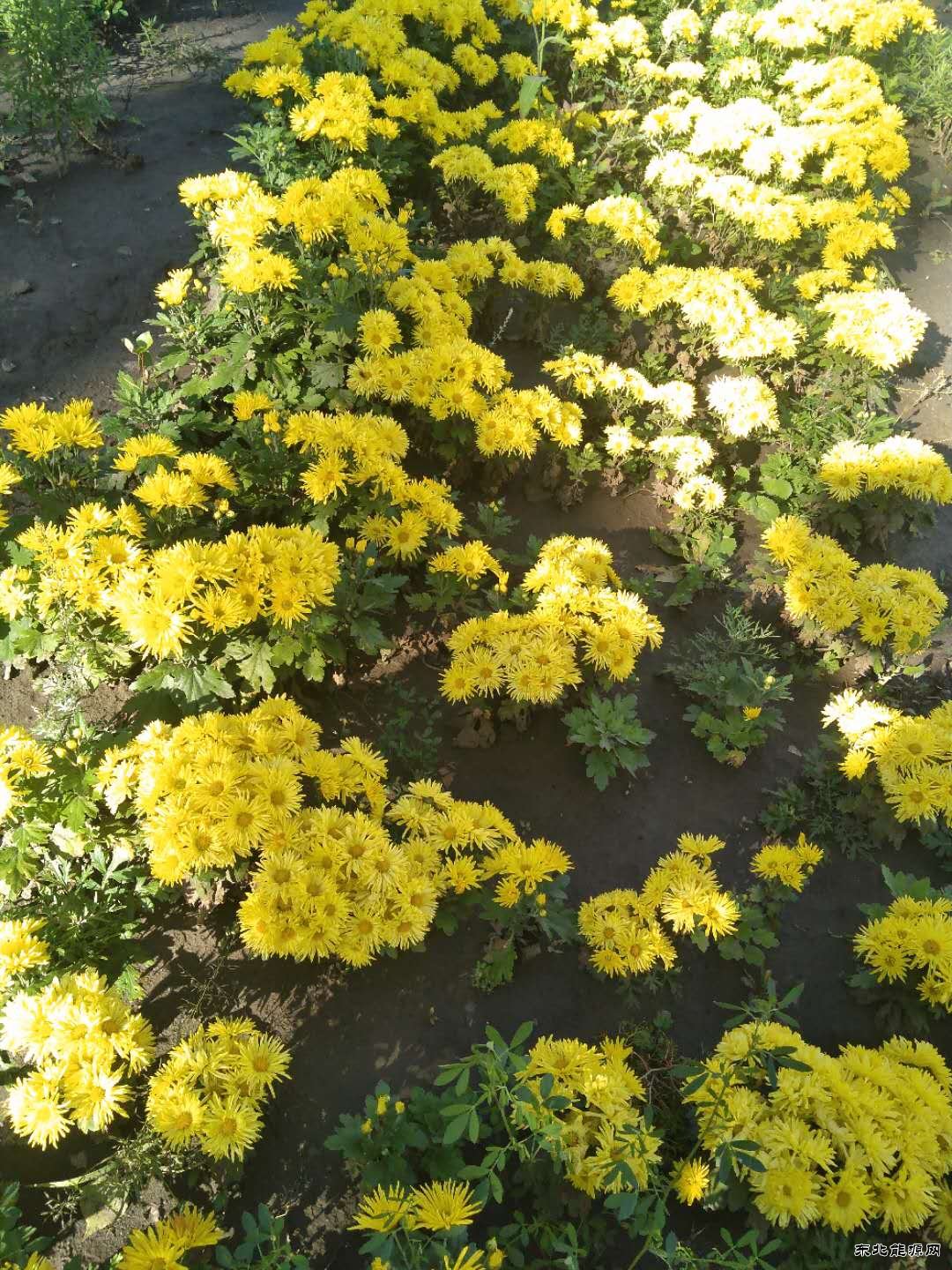 赏秋菊