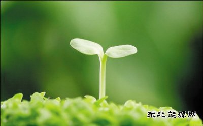 诗歌：生命