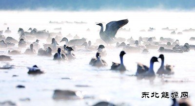 沈阳：万只迁徙候鸟浑河过冬