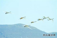 朝阳：白天鹅飞回北票白石湿地