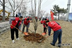 潞安焦化：开展“学党史、植绿树，为团旗添彩”志愿活动