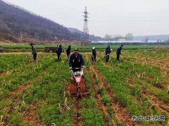 蒲白朱家河煤矿新英皇体育产业中心：生态农业承包记