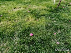 小草精神