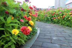 蒲白建庄矿业：走进“花海长廊”，享受夏日美好时光