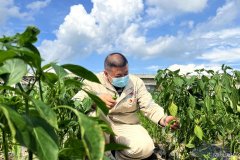 珲春发电厂：“幸福菜地”提升职工幸福感