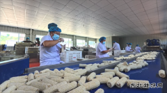 国网义县供电公司：助力乡村鲜食玉米产业振兴