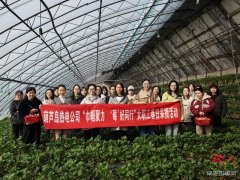 大唐葫芦岛热电公司：春日有约 共享 “莓”好时光
